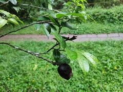 Camellia granthamiana