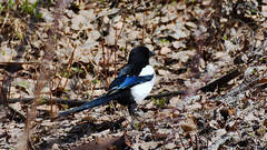 Pica pica