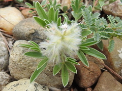 Dalea jamesii
