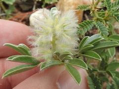 Dalea jamesii