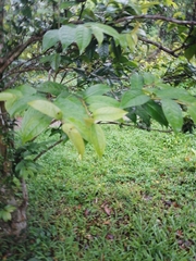 Camellia granthamiana