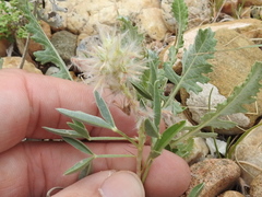 Dalea jamesii