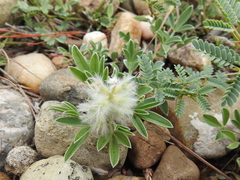 Dalea jamesii
