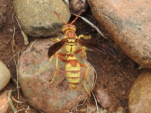 Hunter's Little Paper Wasp