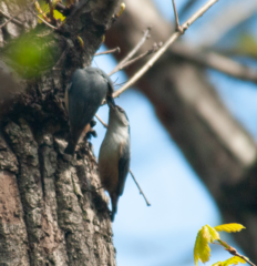 Sitta europaea amurensis