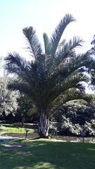 Raphia australis