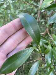 Cryptocarya laevigata