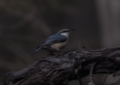 Sitta europaea amurensis