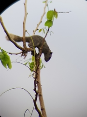 Callosciurus finlaysonii