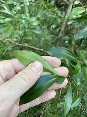 Cryptocarya laevigata