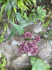 Eupatorium shimadae