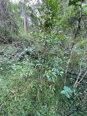 Cryptocarya laevigata
