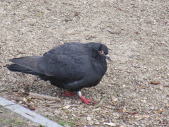 Columba livia