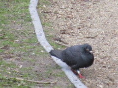 Columba livia