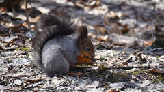 Sciurus vulgaris