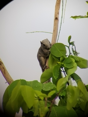 Callosciurus finlaysonii
