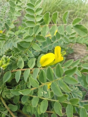 Astragalus longipetalus