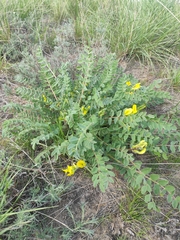Astragalus longipetalus