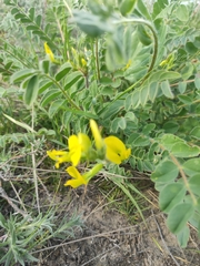 Astragalus longipetalus