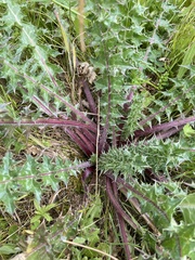Scolymus hispanicus