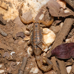 Uroplectes planimanus