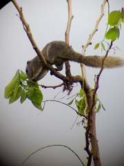 Callosciurus finlaysonii