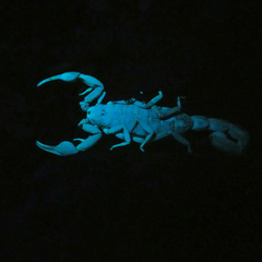 Uroplectes planimanus