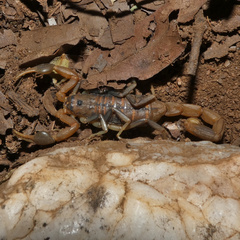 Uroplectes planimanus