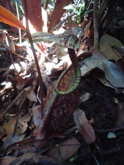 Nepenthes rafflesiana