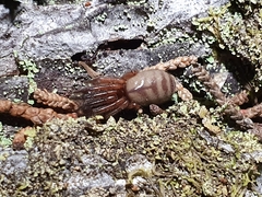 Ariadna septemcincta