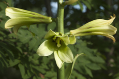Cardiocrinum cordatum