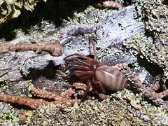 Ariadna septemcincta
