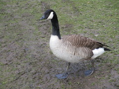 Branta canadensis
