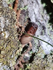 Ariadna septemcincta