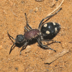 Dolichomutilla sycorax
