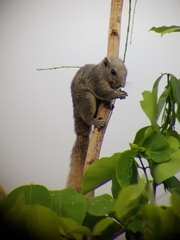 Callosciurus finlaysonii
