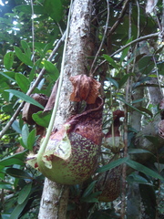 Nepenthes rafflesiana