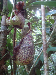 Nepenthes rafflesiana