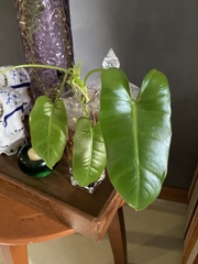 Philodendron burle-marxii