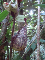 Nepenthes rafflesiana