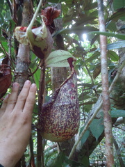 Nepenthes rafflesiana