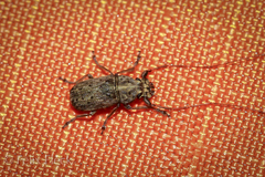 Lawsonia variabilis