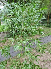 Bambusa pachinensis