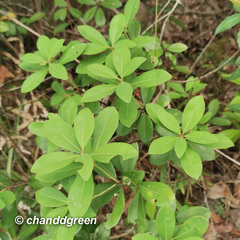 Litsea rotundifolia