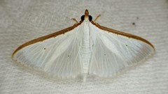 Palpita margaritacea