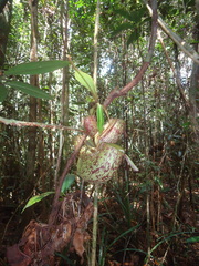 Nepenthes ampullaria