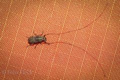 Lawsonia variabilis