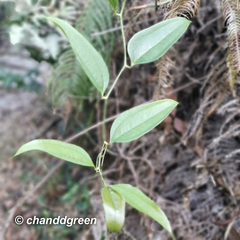 Smilax lanceifolia opaca