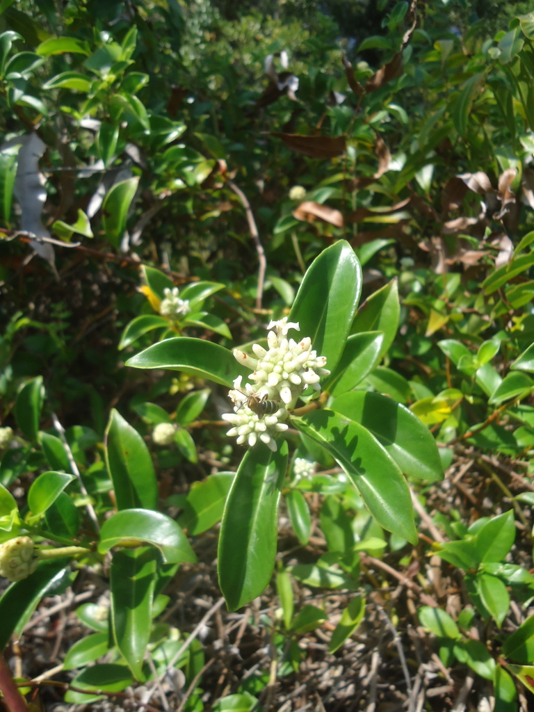 Common Indian Mulberry (Gynochthodes umbellata)