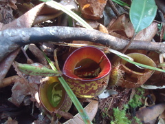 Nepenthes ampullaria